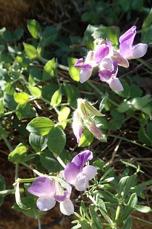 Lathyrus laxiflorus \ Lockerbltige Platterbse, Chios Viki 31.3.2016