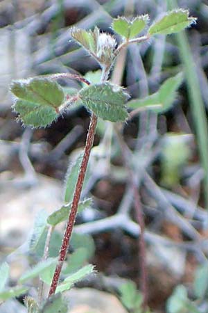 Medicago monspeliaca \ Montpellier-Bockshornklee, Franzsischer Schneckenklee, Chios Emporios 29.3.2016