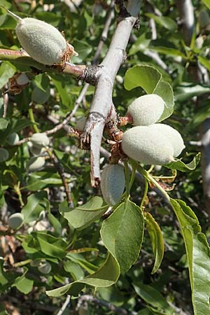 Prunus dulcis / Almond, Chios Avgonima 28.3.2016