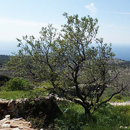 Prunus dulcis \ Mandel, Chios Avgonima 28.3.2016