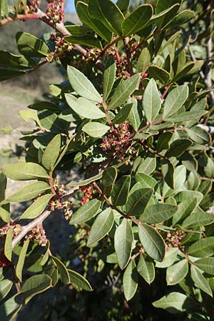 Pistacia lentiscus var. chia / Mastic, Chios Pirgi 29.3.2016