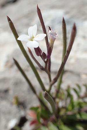 Malcolmia chia \ Chios-Meerviole / Chian Stock, Aegaean Stock, Chios Anavatos 28.3.2016