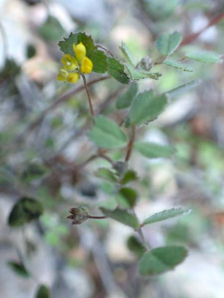 Medicago monspeliaca \ Montpellier-Bockshornklee, Franzsischer Schneckenklee / Hairy Trigonella, Star-Fruited Fenugreek, Chios Emporios 29.3.2016