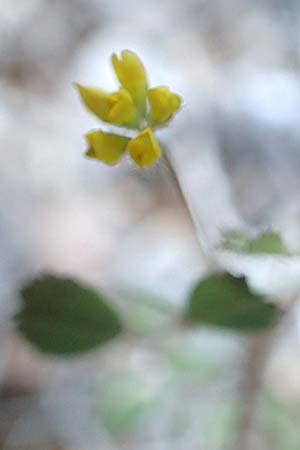 Medicago monspeliaca \ Montpellier-Bockshornklee, Franzsischer Schneckenklee, Chios Emporios 29.3.2016