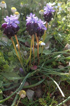 Muscari neglectum \ bersehene Traubenhyazinthe, Weinbergs-Trubel / Grape Hyacinth, Chios Anavatos 28.3.2016