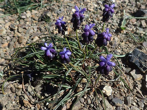 Muscari neglectum \ bersehene Traubenhyazinthe, Weinbergs-Trubel / Grape Hyacinth, Chios Viki 31.3.2016