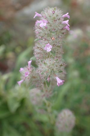 Micromeria nervosa \ Palstina-Steinminze / Veined Savory, Chios Mesta 2.4.2016