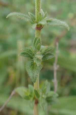 Micromeria nervosa \ Palstina-Steinminze / Veined Savory, Chios Mesta 2.4.2016