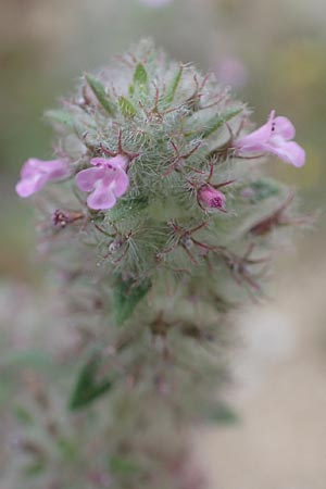 Micromeria nervosa \ Palstina-Steinminze / Veined Savory, Chios Mesta 2.4.2016