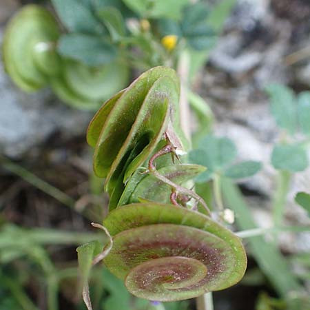 Medicago orbicularis \ Schneckenklee, Chios Anavatos 28.3.2016