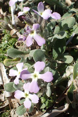 Matthiola sinuata \ Gebuchtete Levkoje, Chios Kato Fana 29.3.2016