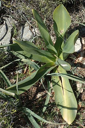 Drimia aphylla / Leafless Sea Squill, Chios Katavasi 30.3.2016