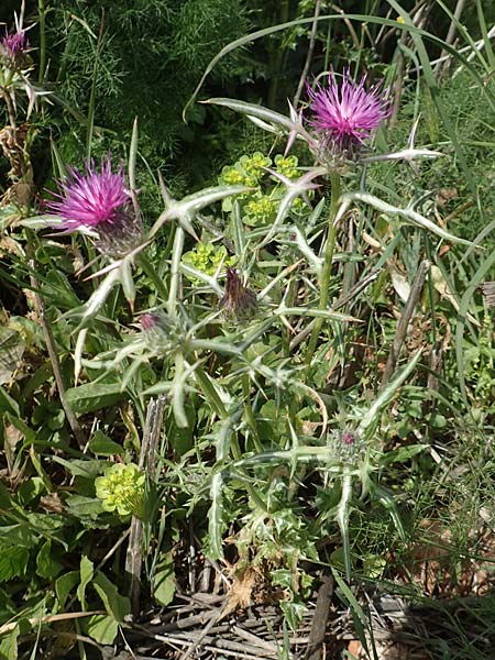 Notobasis syriaca \ Syrische Kratzdistel / Syrian Thistle, Chios Olimbi 1.4.2016