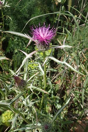 Notobasis syriaca / Syrian Thistle, Chios Olimbi 1.4.2016