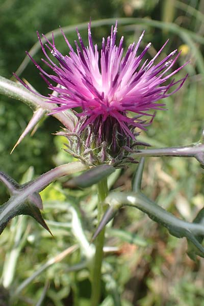 Notobasis syriaca \ Syrische Kratzdistel / Syrian Thistle, Chios Olimbi 1.4.2016