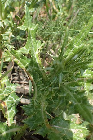 Notobasis syriaca \ Syrische Kratzdistel / Syrian Thistle, Chios Olimbi 1.4.2016