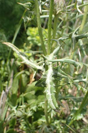 Notobasis syriaca \ Syrische Kratzdistel / Syrian Thistle, Chios Olimbi 1.4.2016