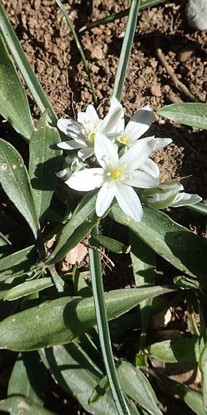 Ornithogalum armeniacum / Armenian Star of Bethlehem, Chios Viki 31.3.2016