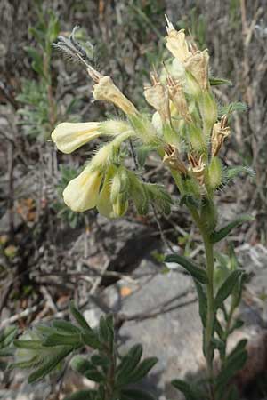 Onosma aucheriana / Aucher's Goldendrop, Chios Kalamoti 2.4.2016