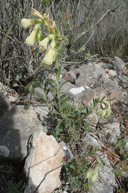 Onosma aucheriana \ Auchers Lotwurz, Chios Kalamoti 2.4.2016