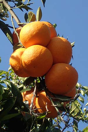Citrus x sinensis \ Apfelsine, Orangen-Baum / Orange Tree, Chios Kampos 29.3.2016