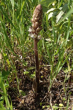 Orobanche crenata \ Gezhnelte Sommerwurz, Kerbige Sommerwurz / Carnation-scented Broomrape, Chios Vavili 28.3.2016