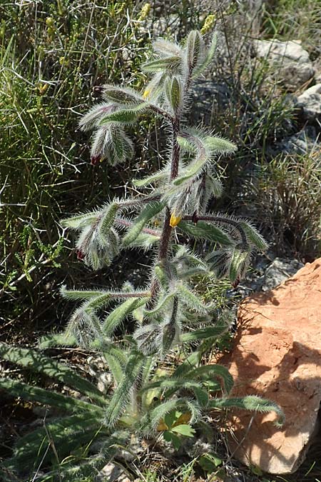 Onosma graeca \ Griechische Lotwurz / Greek Goldendrop, Chios Katavasi 30.3.2016