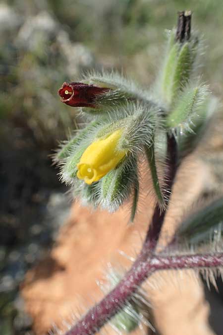 Onosma graeca \ Griechische Lotwurz / Greek Goldendrop, Chios Katavasi 30.3.2016