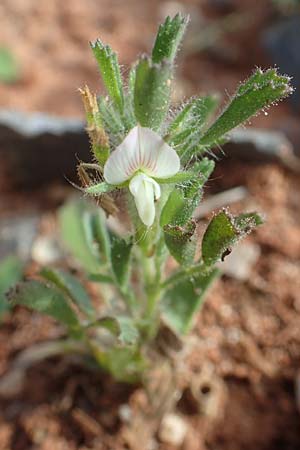 Ononis reclinata \ Nickende Hauhechel / Small Restharrow, Chios Olimbi, Agios Dynami 1.4.2016