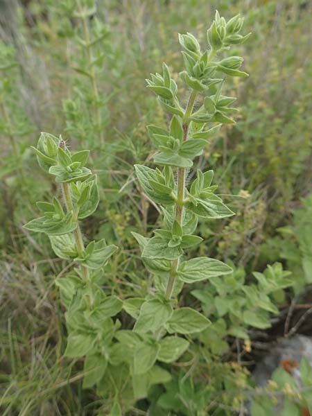 Origanum onites \ Griechischer Majoran, Trkischer Oregano, Chios Mesta 2.4.2016