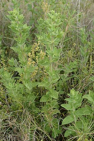 Origanum onites \ Griechischer Majoran, Trkischer Oregano / Cretan Oregano, Turkish Oregano, Chios Mesta 2.4.2016