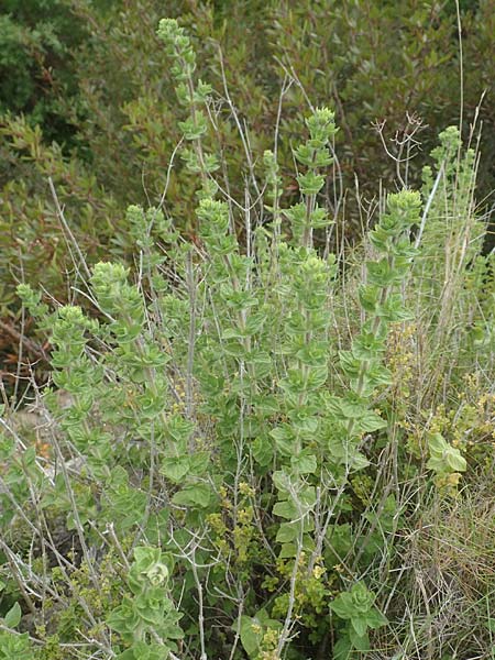 Origanum onites \ Griechischer Majoran, Trkischer Oregano, Chios Mesta 2.4.2016