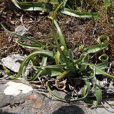 Ornithogalum montanum \ Berg-Milchstern, Chios Anavatos 28.3.2016