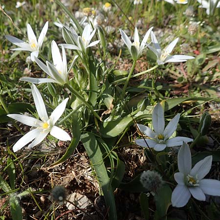 Ornithogalum montanum \ Berg-Milchstern, Chios Anavatos 28.3.2016