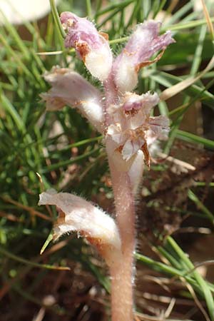 Orobanche pubescens \ Behaarte Sommerwurz, Chios Olimbi, Agios Dynami 1.4.2016