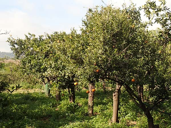 Citrus x sinensis \ Apfelsine, Orangen-Baum / Orange Tree, Chios Kampos 1.4.2016