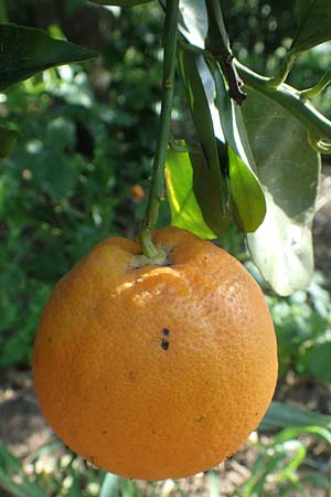Citrus x sinensis \ Apfelsine, Orangen-Baum / Orange Tree, Chios Kampos 1.4.2016