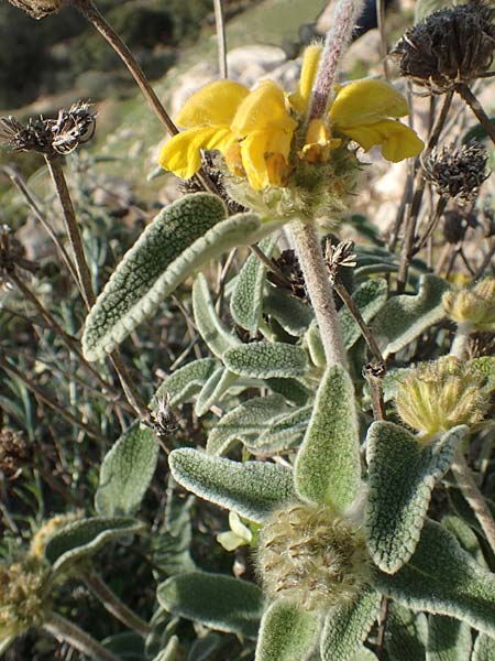 Phlomis cretica \ Kretisches Brandkraut / Cretan Jerusalem Sage, Chios Emporios 29.3.2016