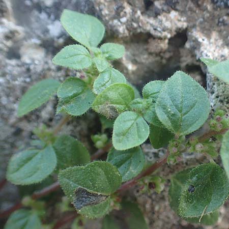 Parietaria cretica \ Kretisches Glaskraut / Cretan Pellitory-of-the-Wall, Chios Vessa 1.4.2016