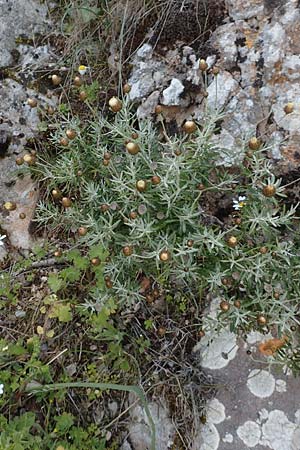 Phagnalon graecum \ Griechische Steinimmortelle / Eastern Phagnalon, Chios Anavatos 28.3.2016