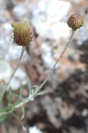 Phagnalon graecum \ Griechische Steinimmortelle, Chios Anavatos 28.3.2016