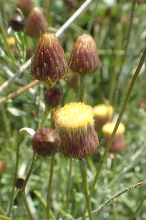 Phagnalon graecum \ Griechische Steinimmortelle, Chios Sidirounda 30.3.2016