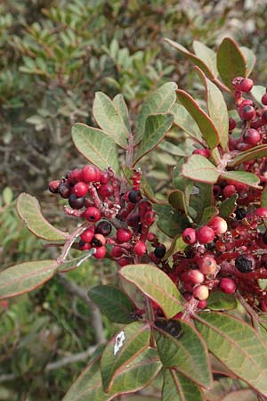 Pistacia lentiscus / Evergreen Pistache, Chios Emporios 29.3.2016