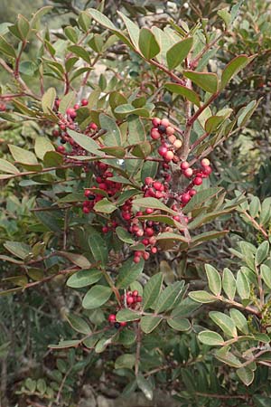 Pistacia lentiscus \ Pistazie / Evergreen Pistache, Chios Emporios 29.3.2016