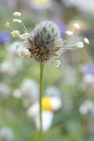 Plantago lagopus \ Hasenfu-Wegerich, Chios Anavatos 28.3.2016