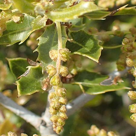 Quercus trojana \ Mazedonische Eiche / Macedonian Oak, Chios Emporios 29.3.2016