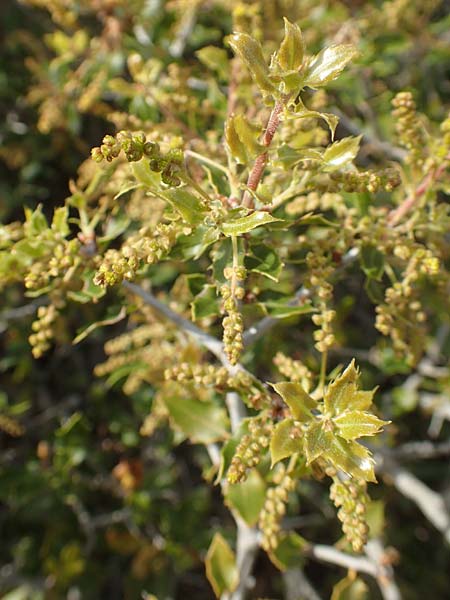 Quercus trojana \ Mazedonische Eiche / Macedonian Oak, Chios Emporios 29.3.2016