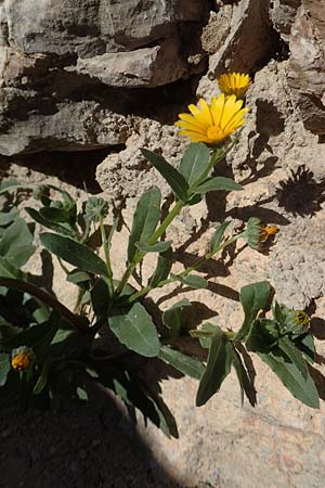 Calendula arvensis \ Acker-Ringelblume / Field Marigold, Chios Avgonima 28.3.2016