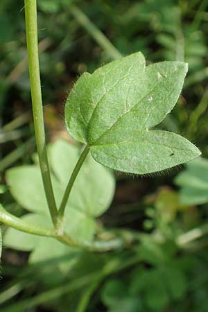 Ranunculus chius \ Chios-Hahnenfu, Chios Vavili 28.3.2016