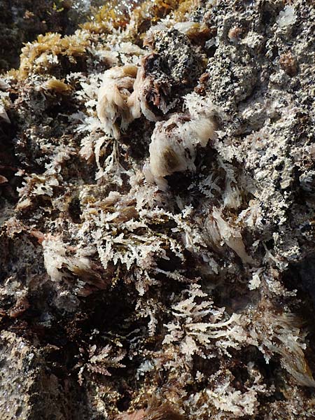 Rhodophytina spec9 ? \ Rot-Alge, Chios Olimbi, Agios Dynami 1.4.2016